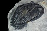 Detailed Hollardops Trilobite - Ofaten, Morocco #130538-5